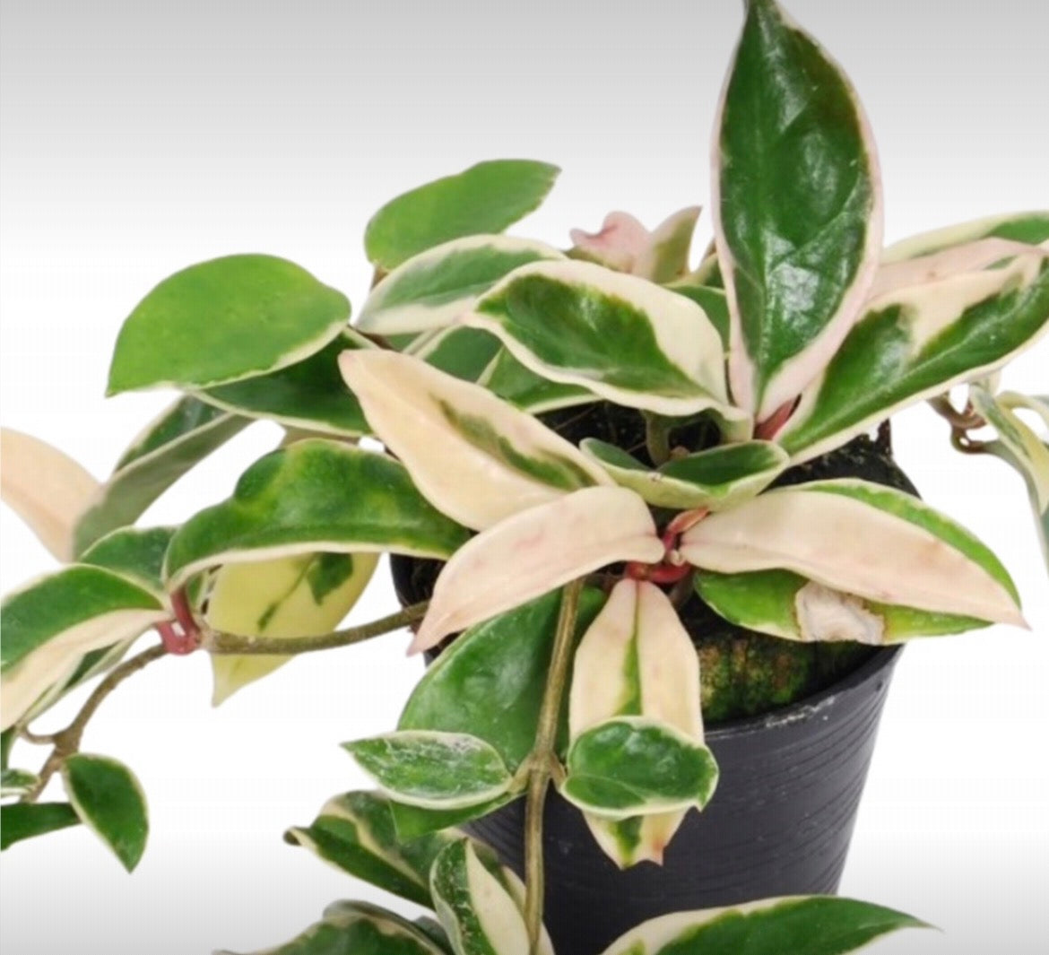 Hoya Carnosa Albomarginata