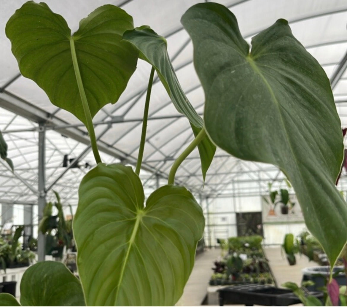 anthurium pastazanum Philodendron Pastazanum
