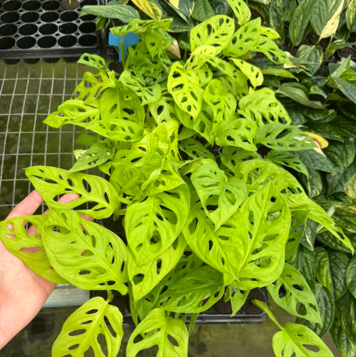 Monstera adansonii — Neon or Classic live monstera from Mulliken Nursery