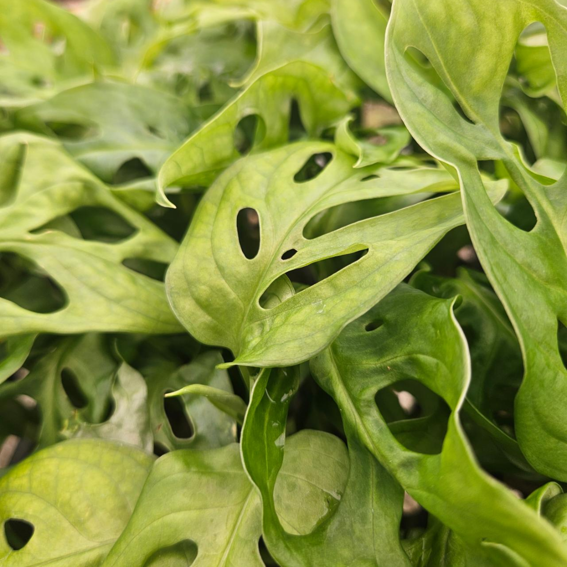 Monstera Swiss Cheese