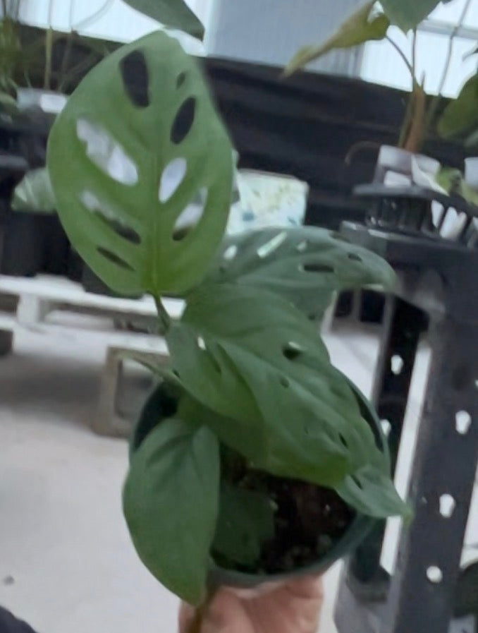 Monstera Swiss Cheese