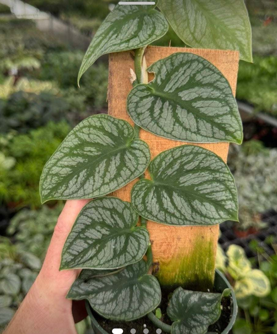 Monstera Dubia live monstera from Mulliken Nursery