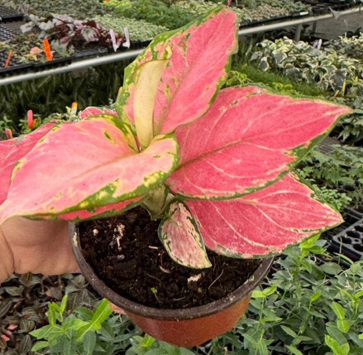 Aglaonema Geely Red
