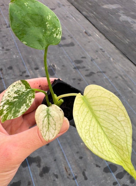 Monstera Mint live plant foliage and detail view 2