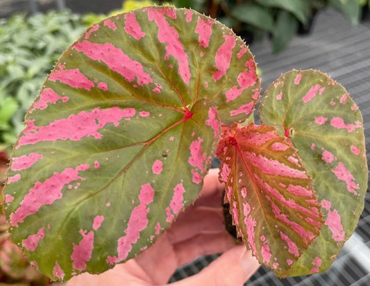 Begonia Brevirimosa Exotica live plant foliage and detail view 2
