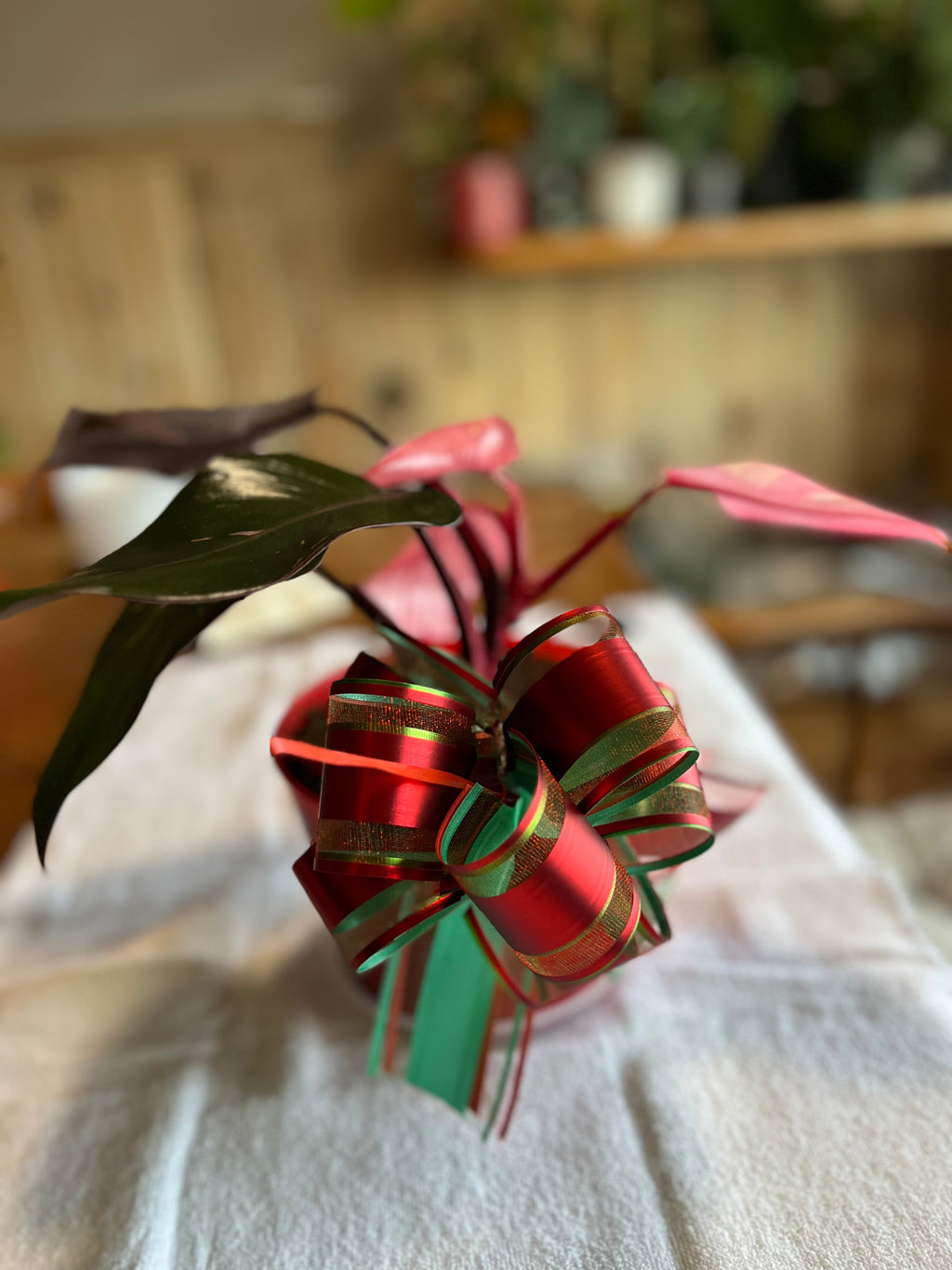 Philodendron Pink Princess  -High Variegation