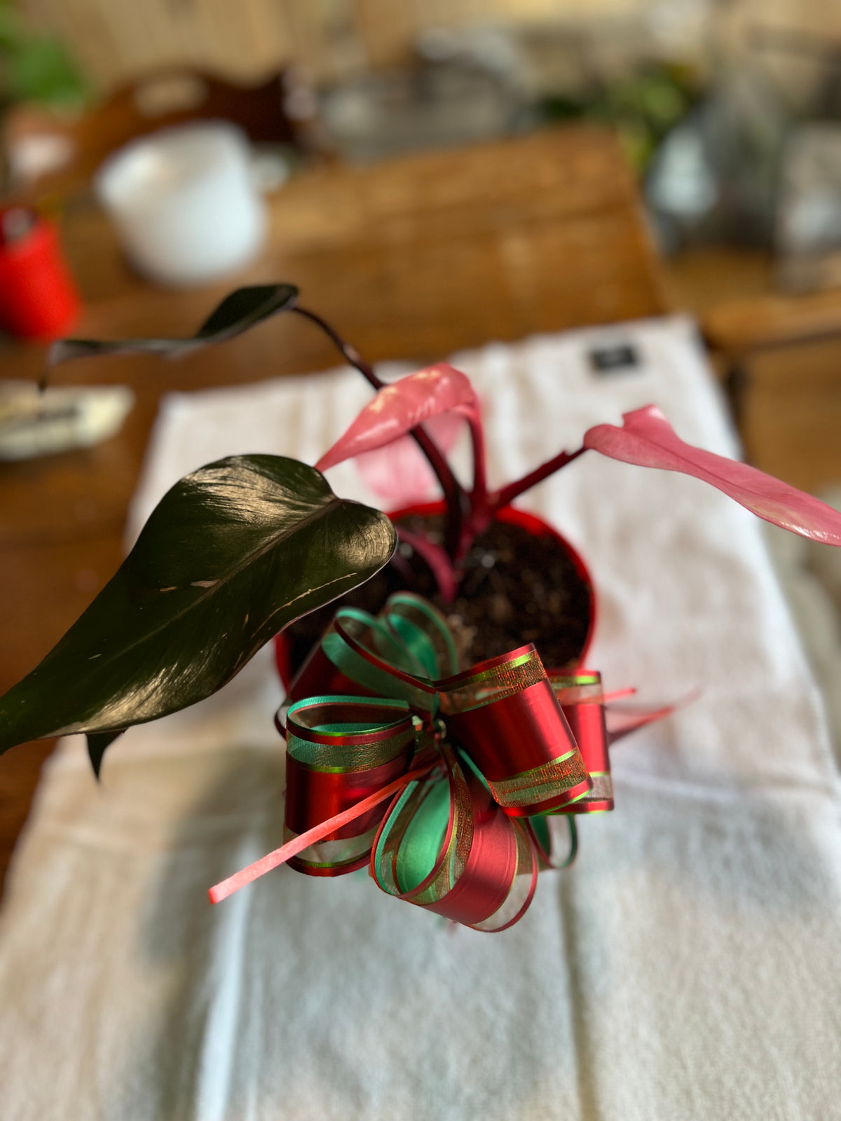 Philodendron 'Pink Princess' — High Variegation live plant foliage and detail view 2