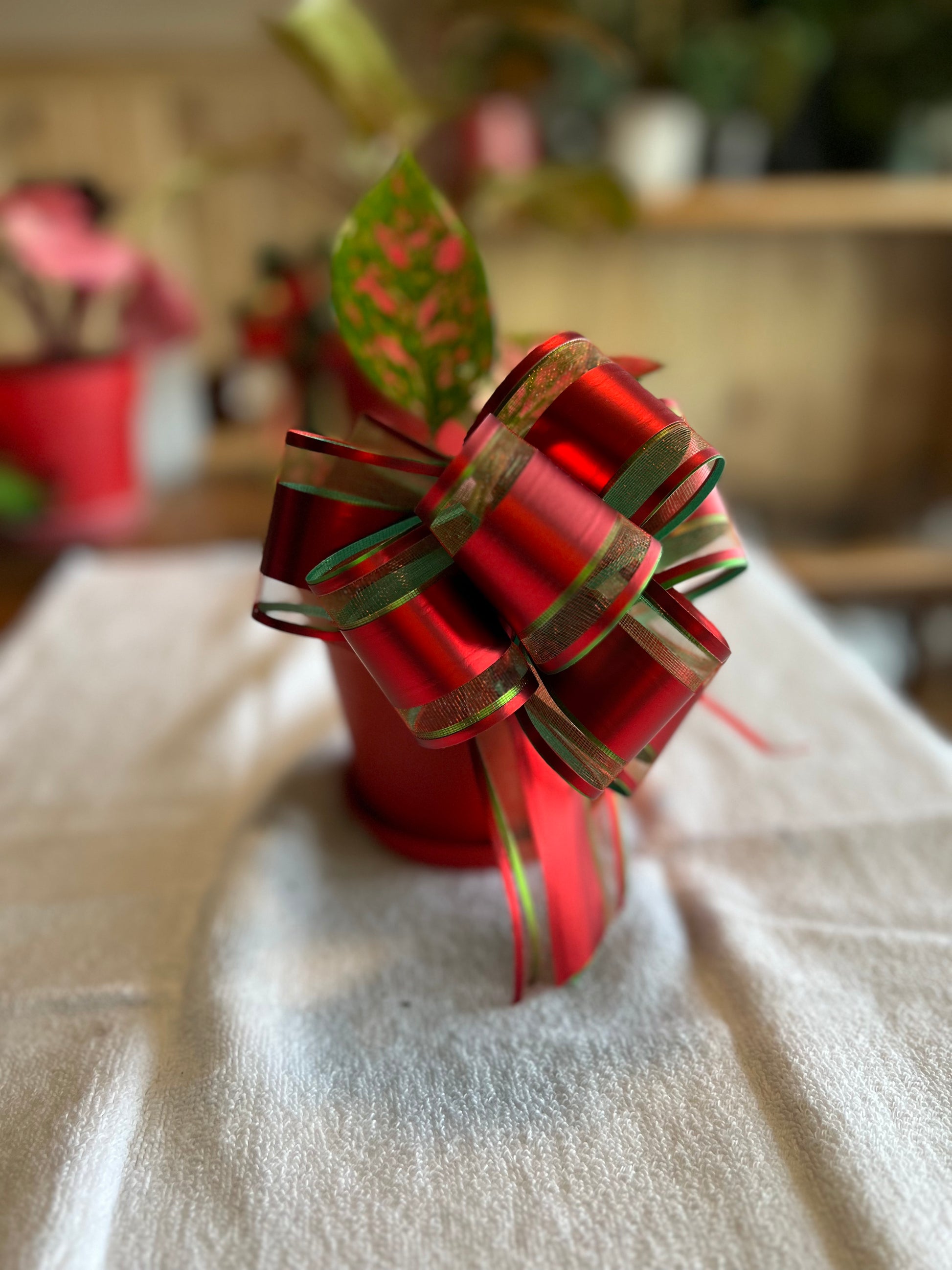 Aglaonema Valentine - Christmas Special