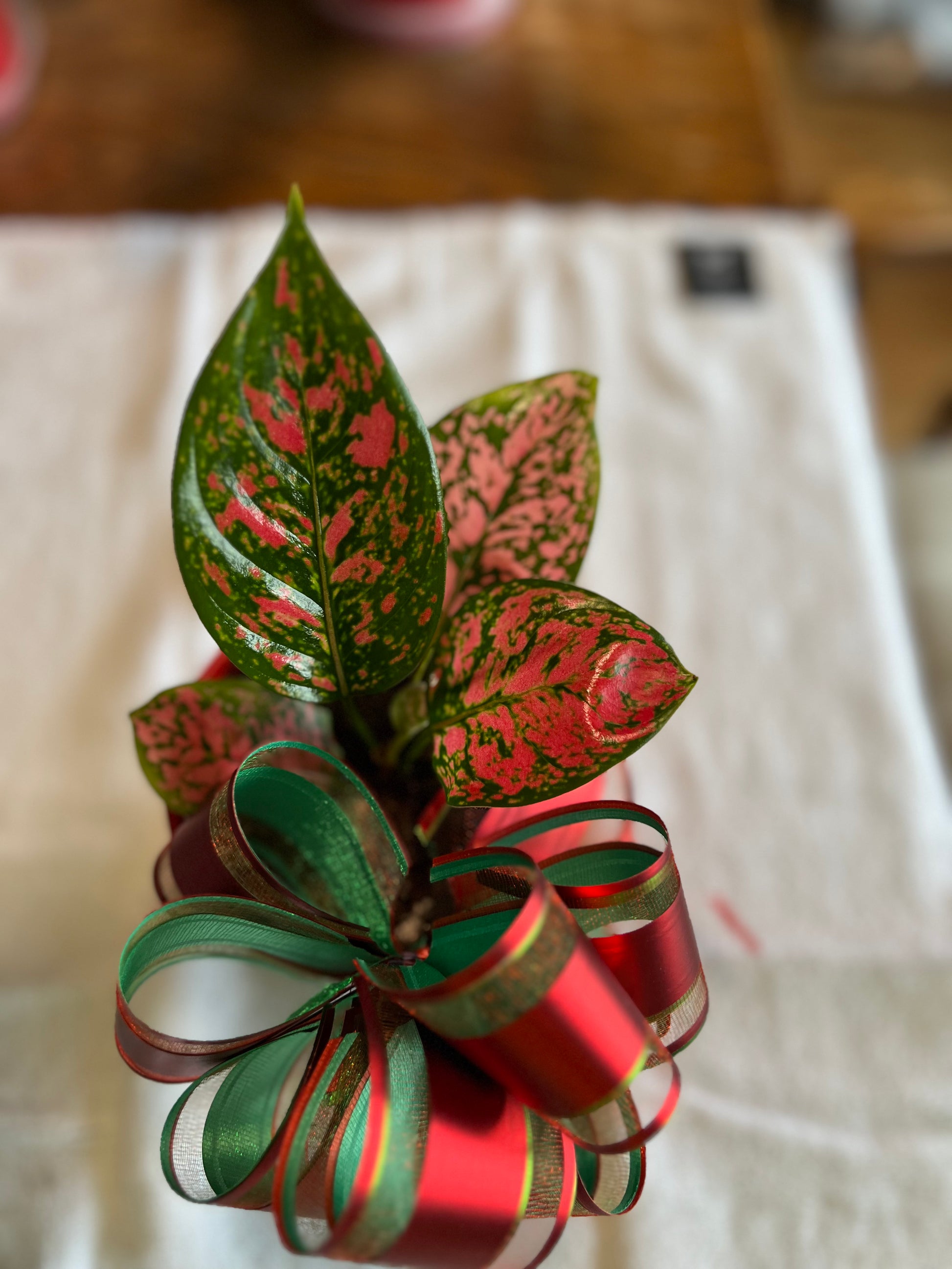 Aglaonema Valentine - Christmas Special
