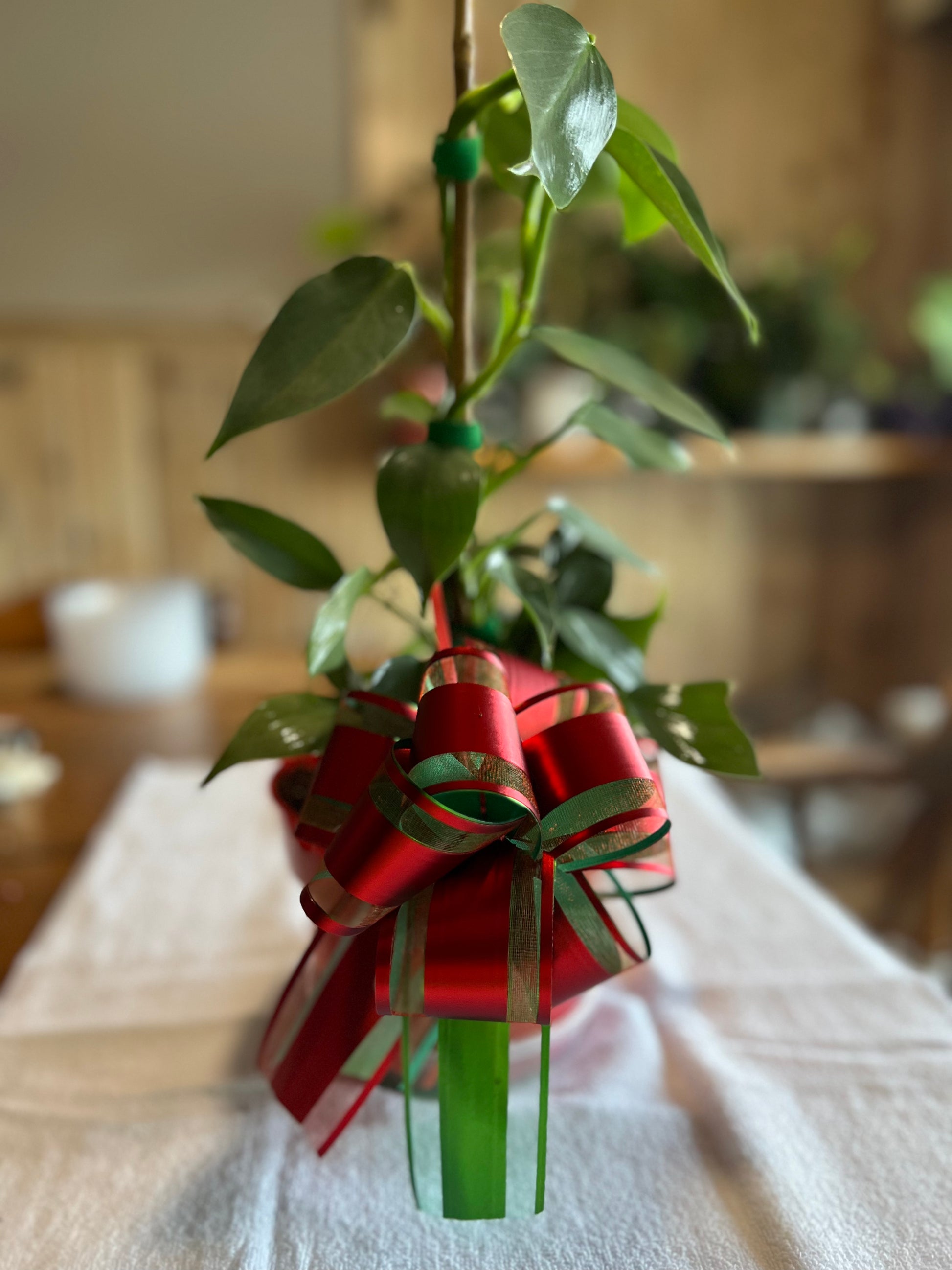 Philodendron Silver Sword - Christmas Special