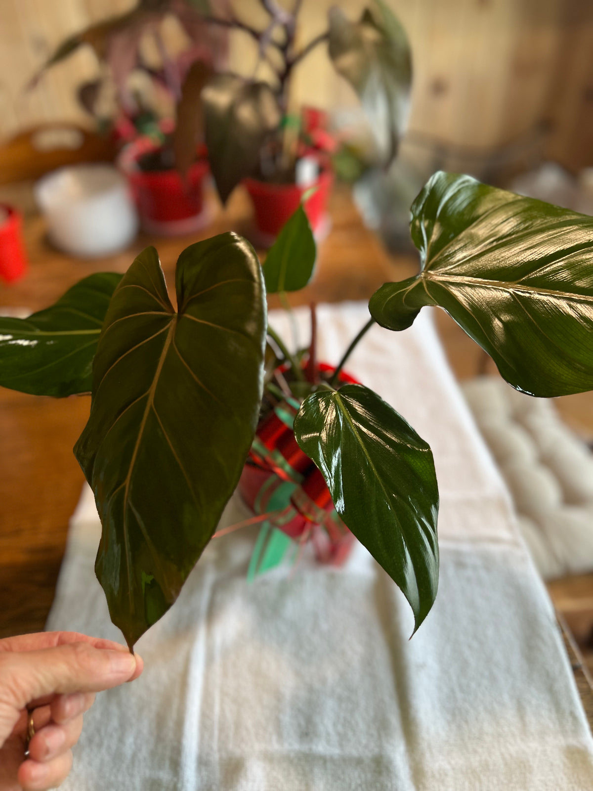 Philodendron McDowell live philodendron from Mulliken Nursery