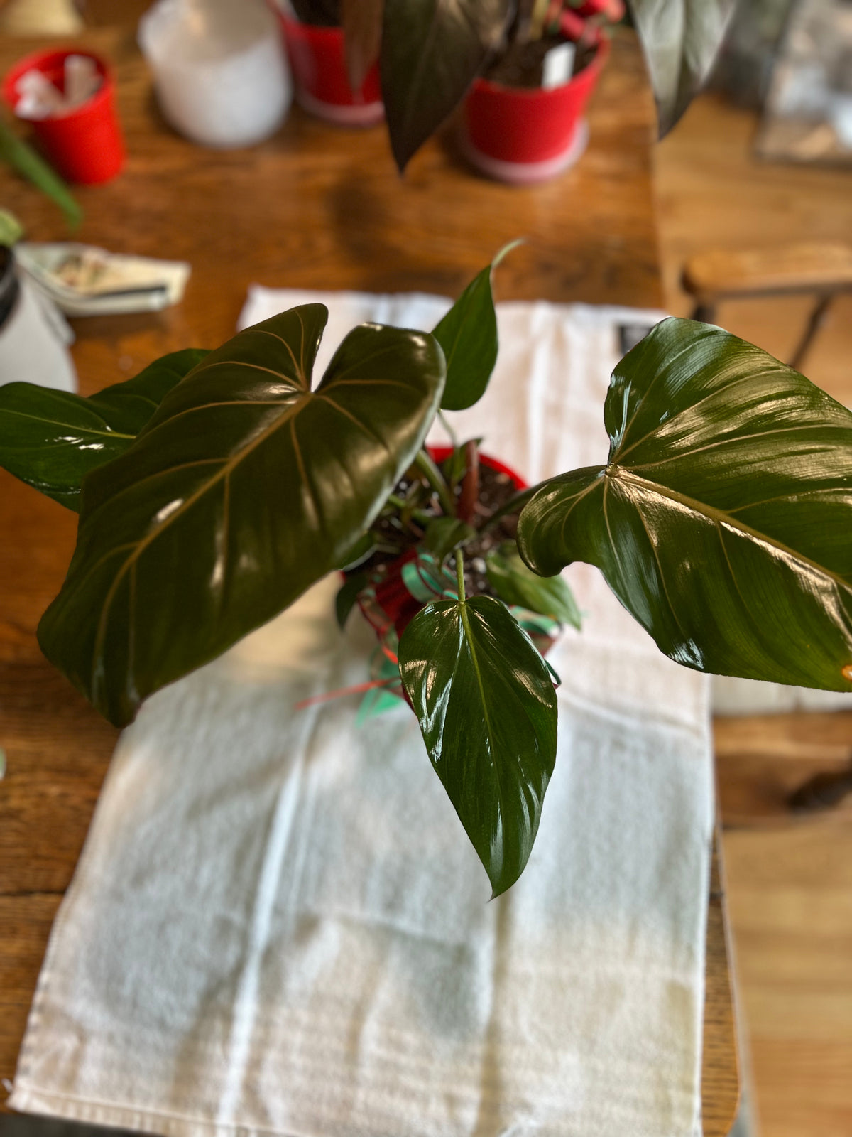 Philodendron McDowell live plant foliage and detail view 3