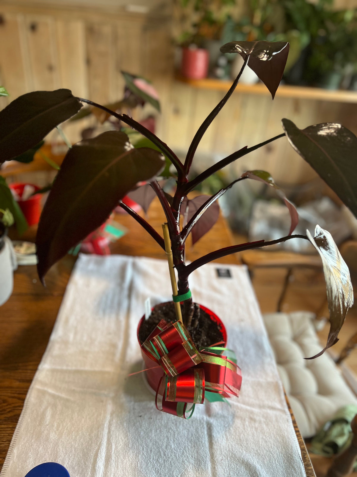 Philodendron 'Pink Princess' — Low Variegation live plant foliage and detail view 5