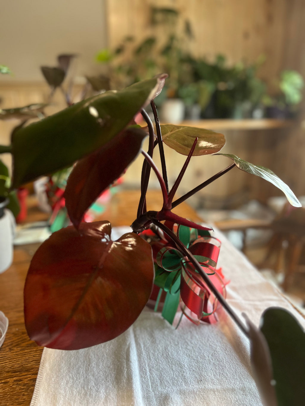 Philodendron Pink Princess Christmas Special - Low Variegation