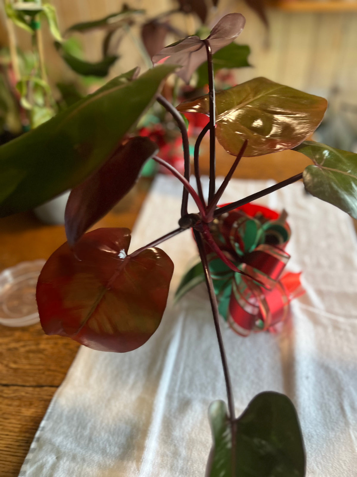 Philodendron 'Pink Princess' — Low Variegation live plant foliage and detail view 2
