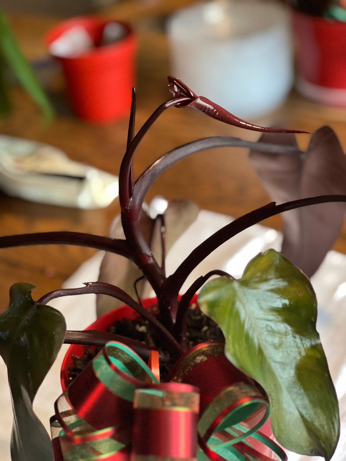 Philodendron 'Pink Princess' — Low Variegation live plant foliage and detail view 3