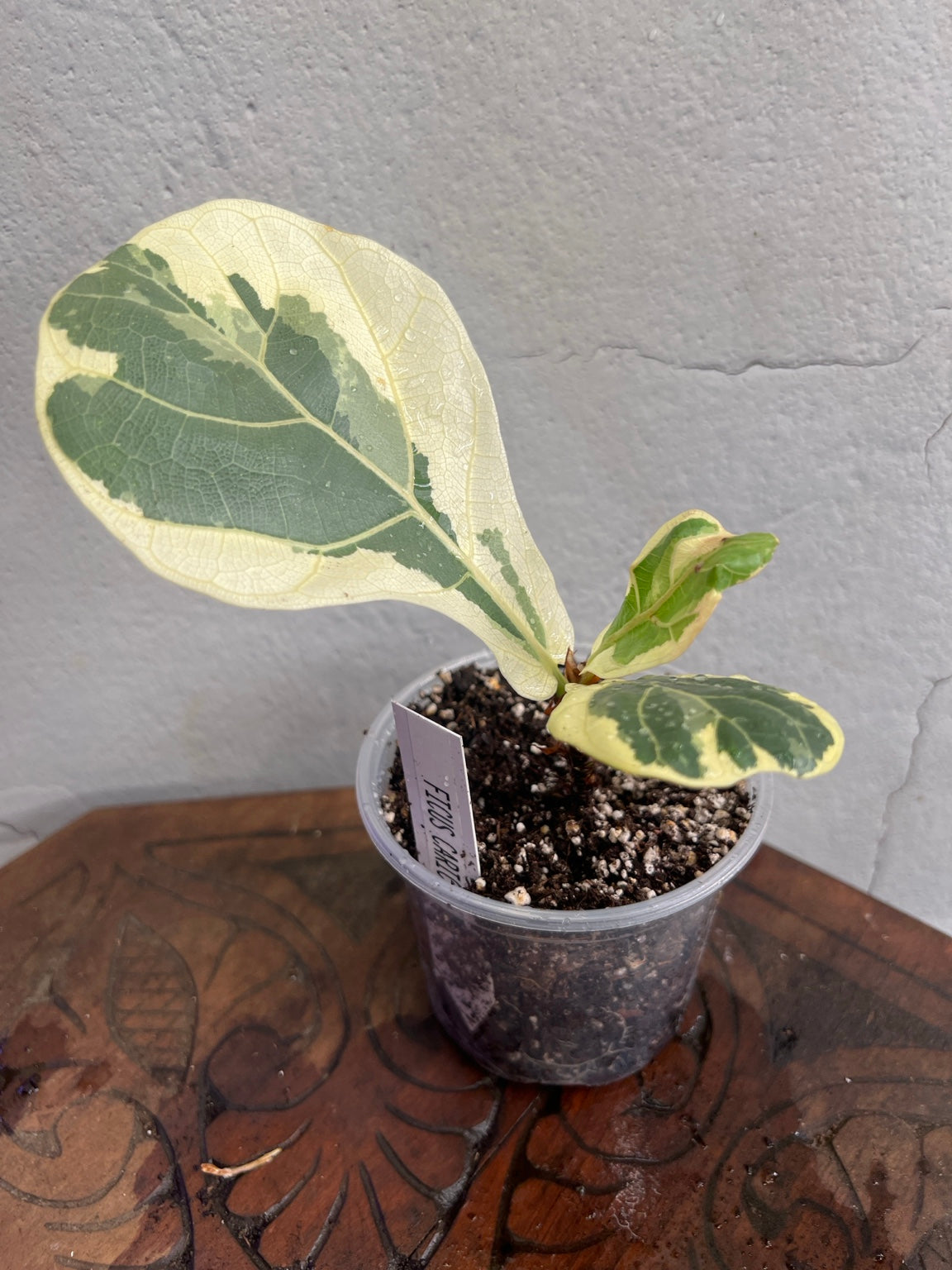 Ficus Carica Fig in a 4-inch pot