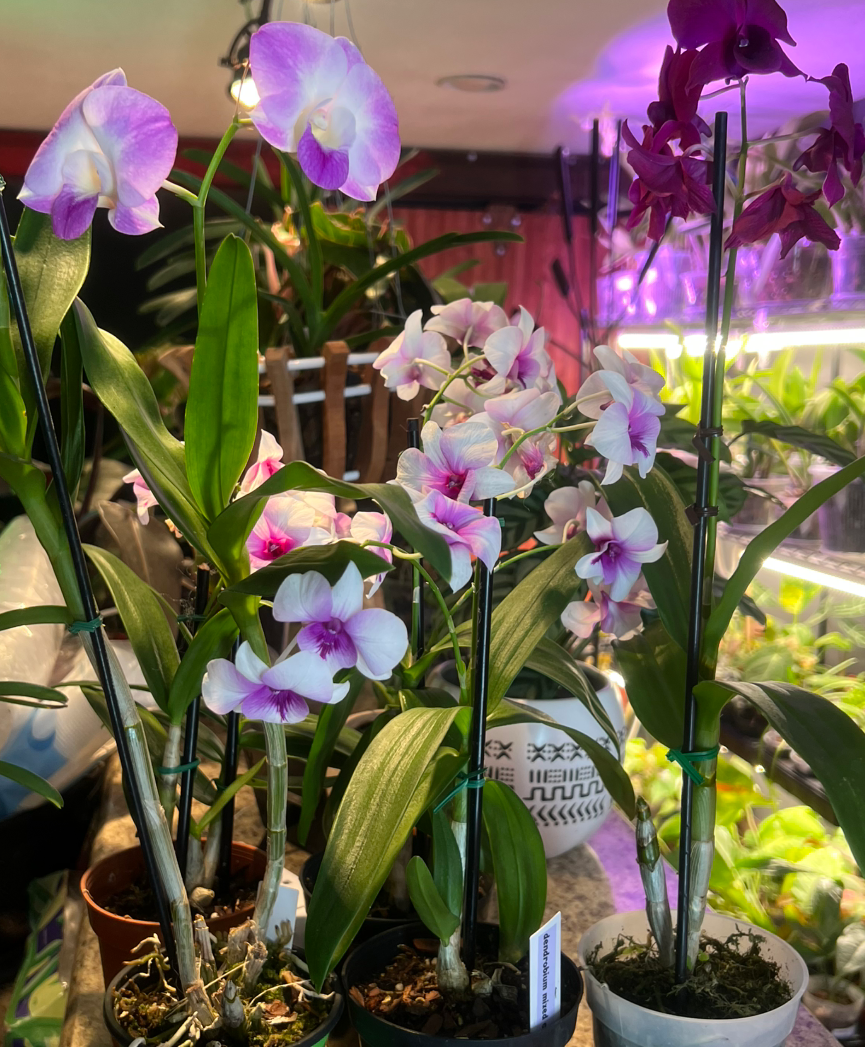 Dendrobium hybrid live plant foliage and detail view 2