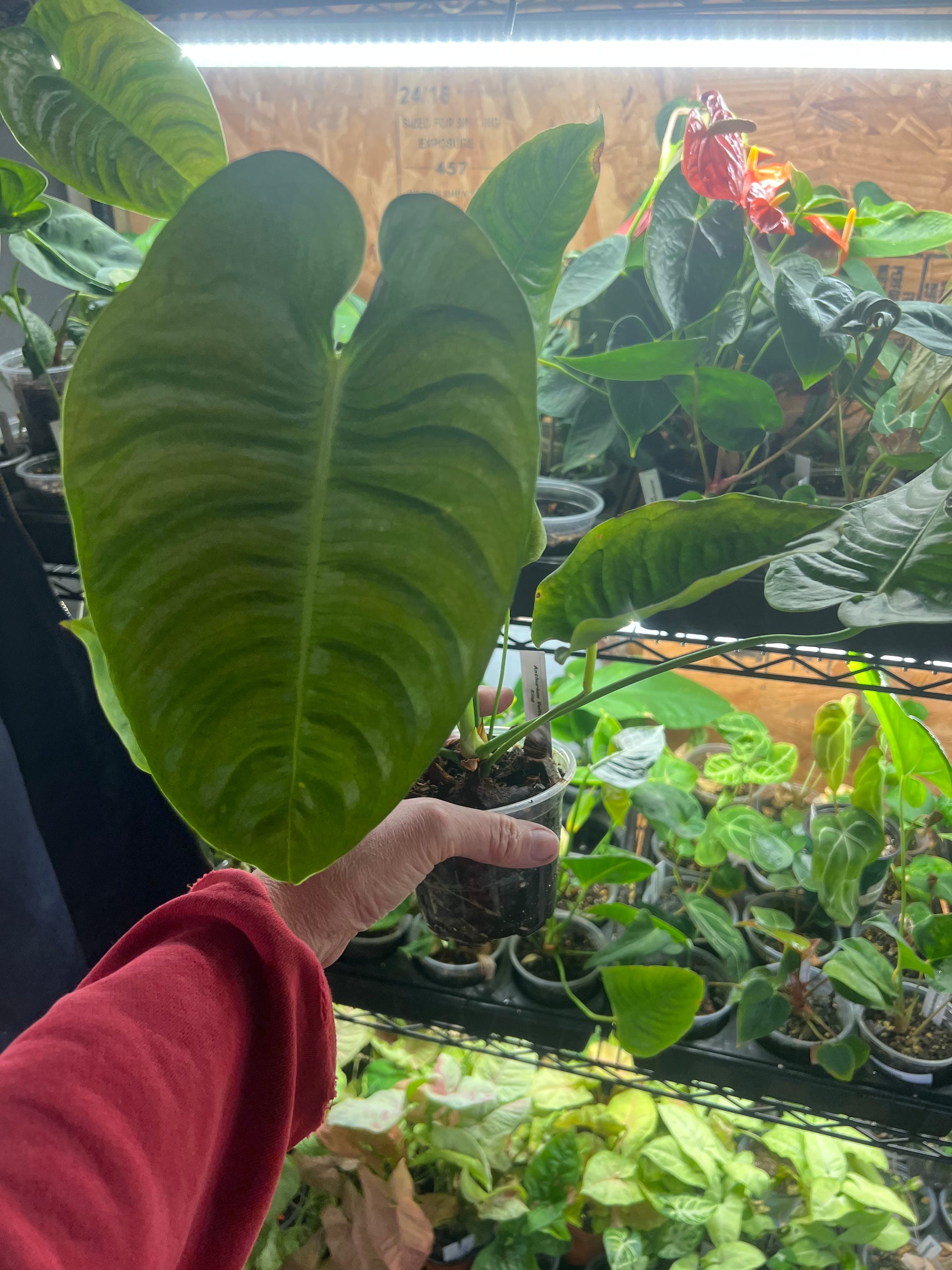 Anthurium King “Veitchii”