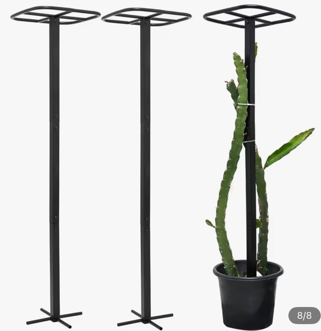 Pitahayas Dragon’s Fruit