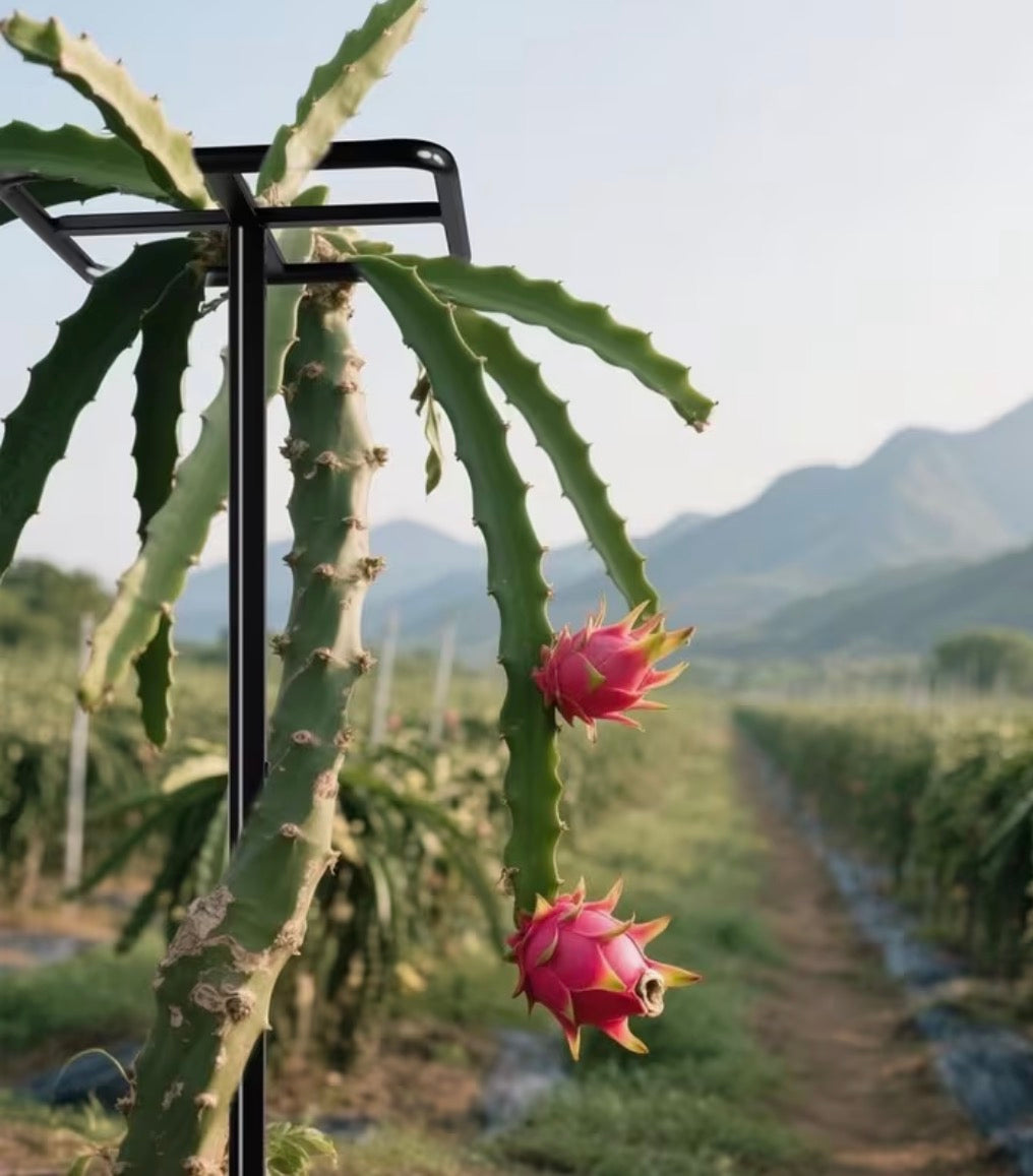 Pitahayas Dragon’s Fruit