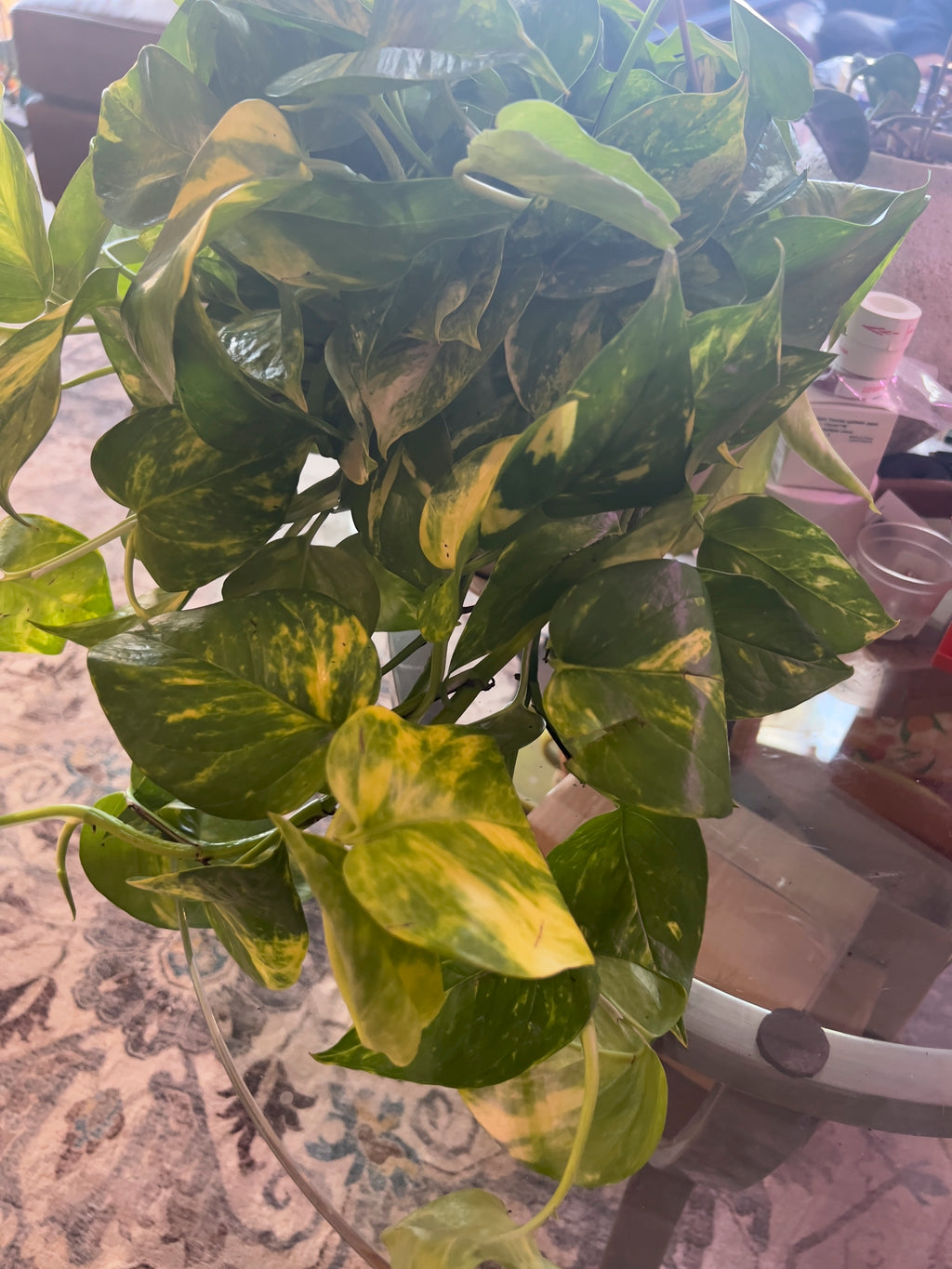 Epipremnum Churchill Pothos
