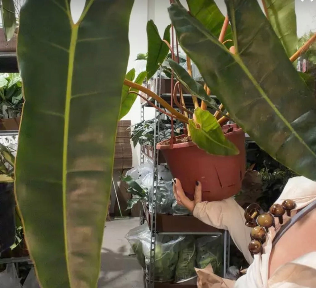 Philodendron Billietiae