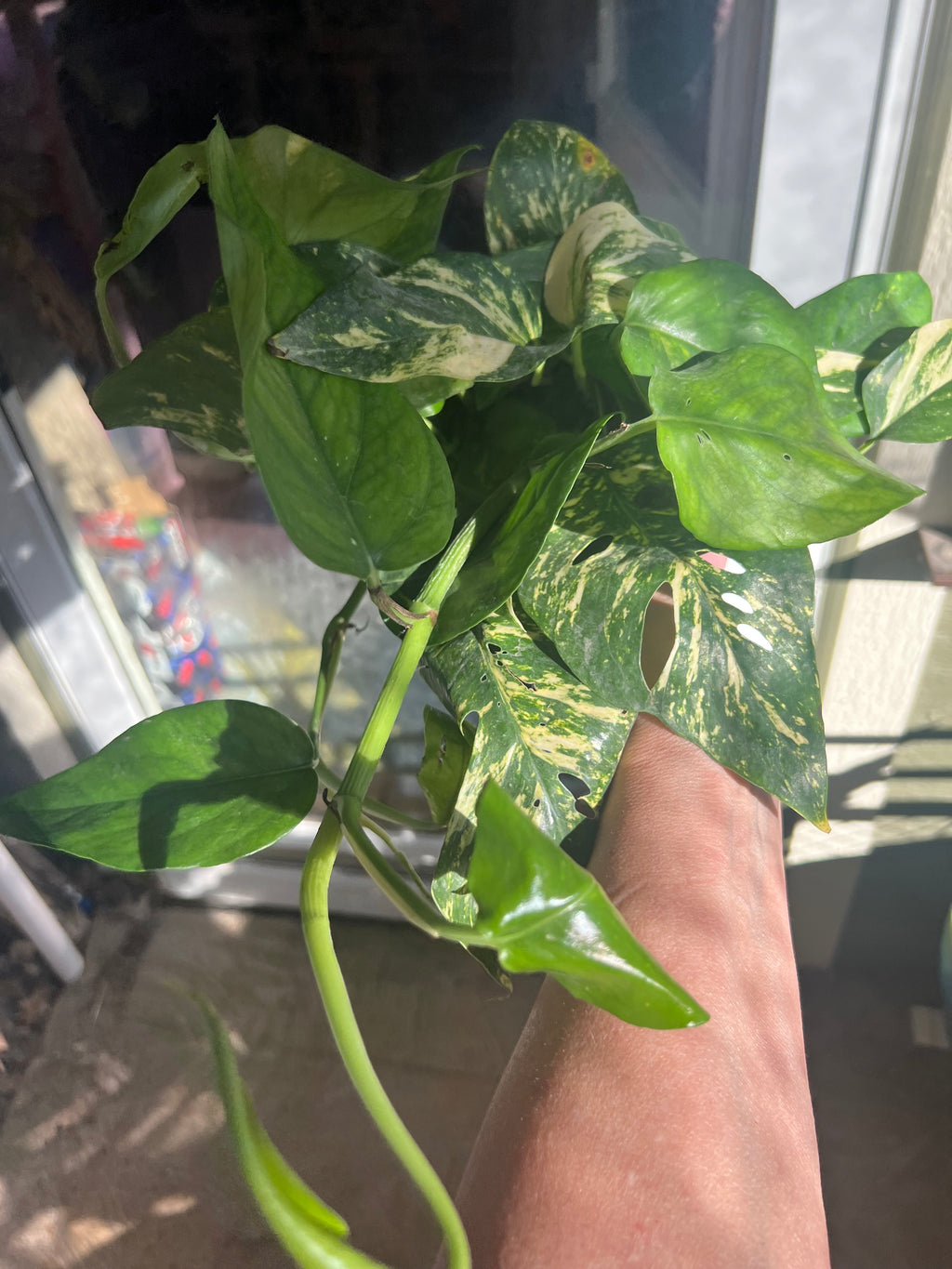 Epipremnum pinnatum 'Yellow Flame' 🌿🔥 live pothos from Mulliken Nursery