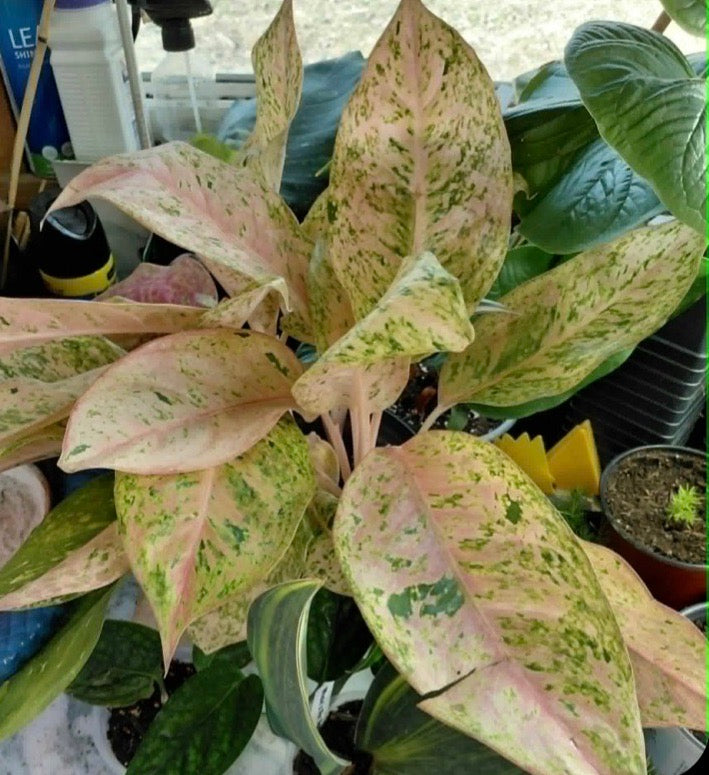 Aglaonema Pink Dalmatian
