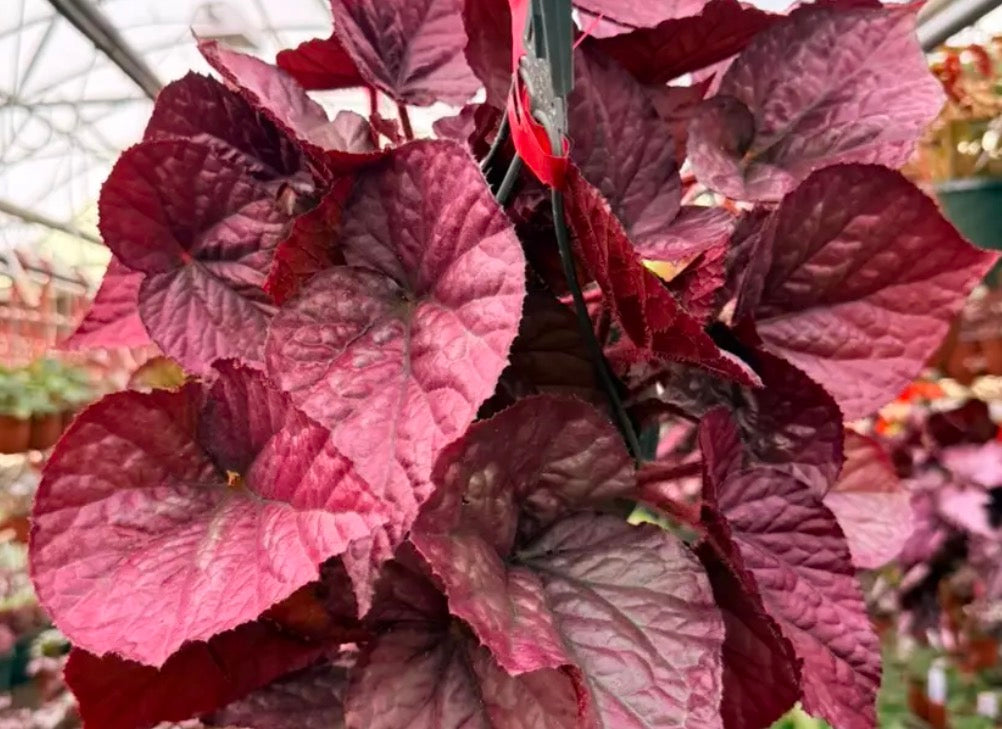 Begonia Otetka live begonia from Mulliken Nursery