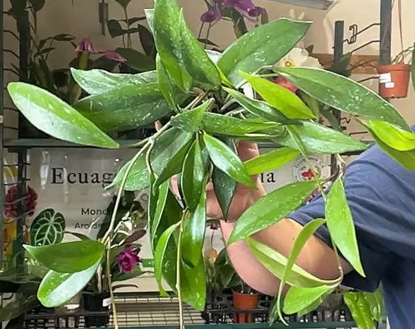 Hoya carnosa live plant foliage and detail view 2