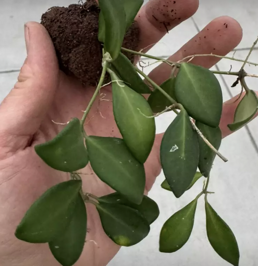Hoya Tsangii – Compact Trailing Hoya