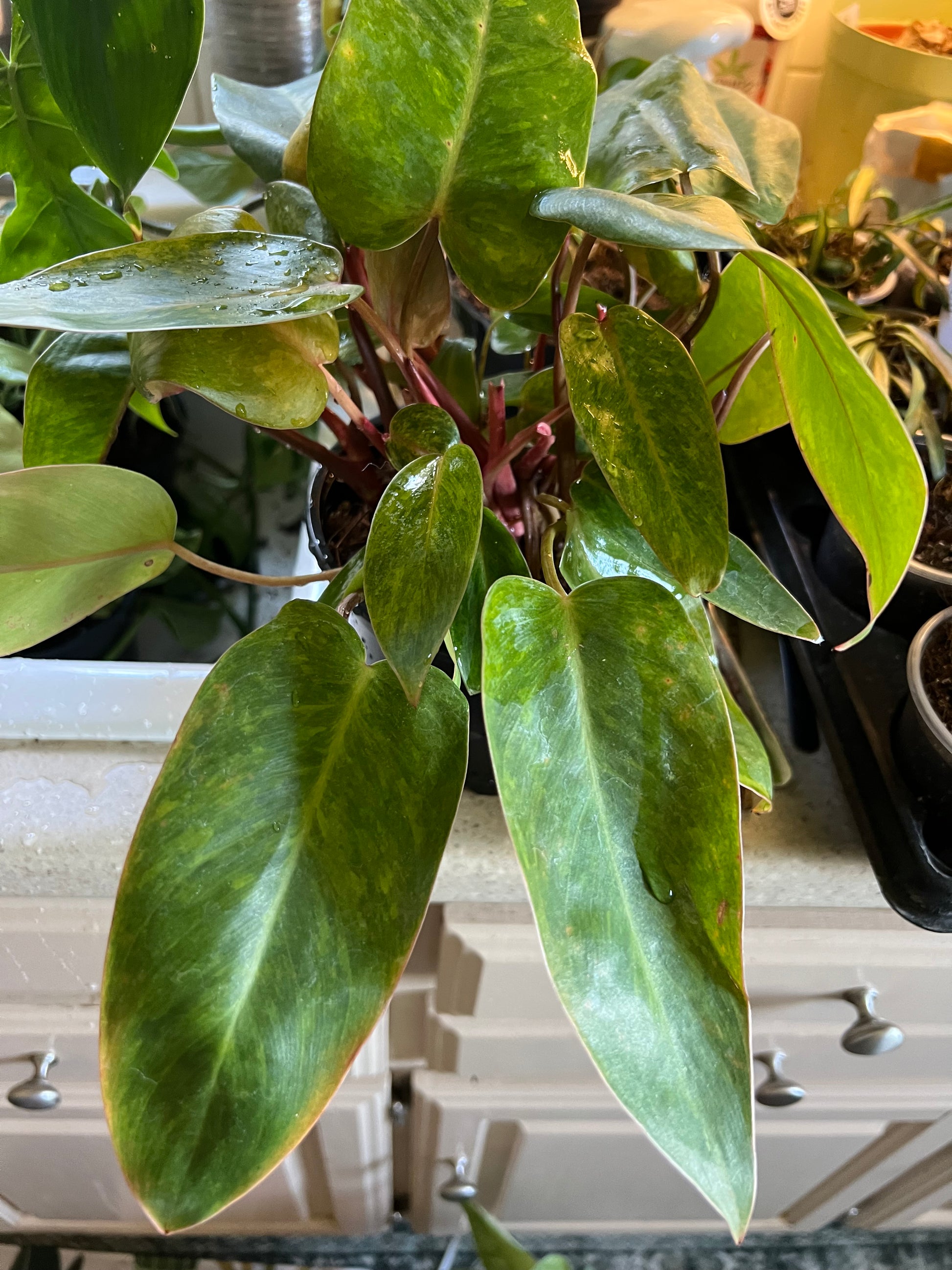 Philodendron Painted Lady