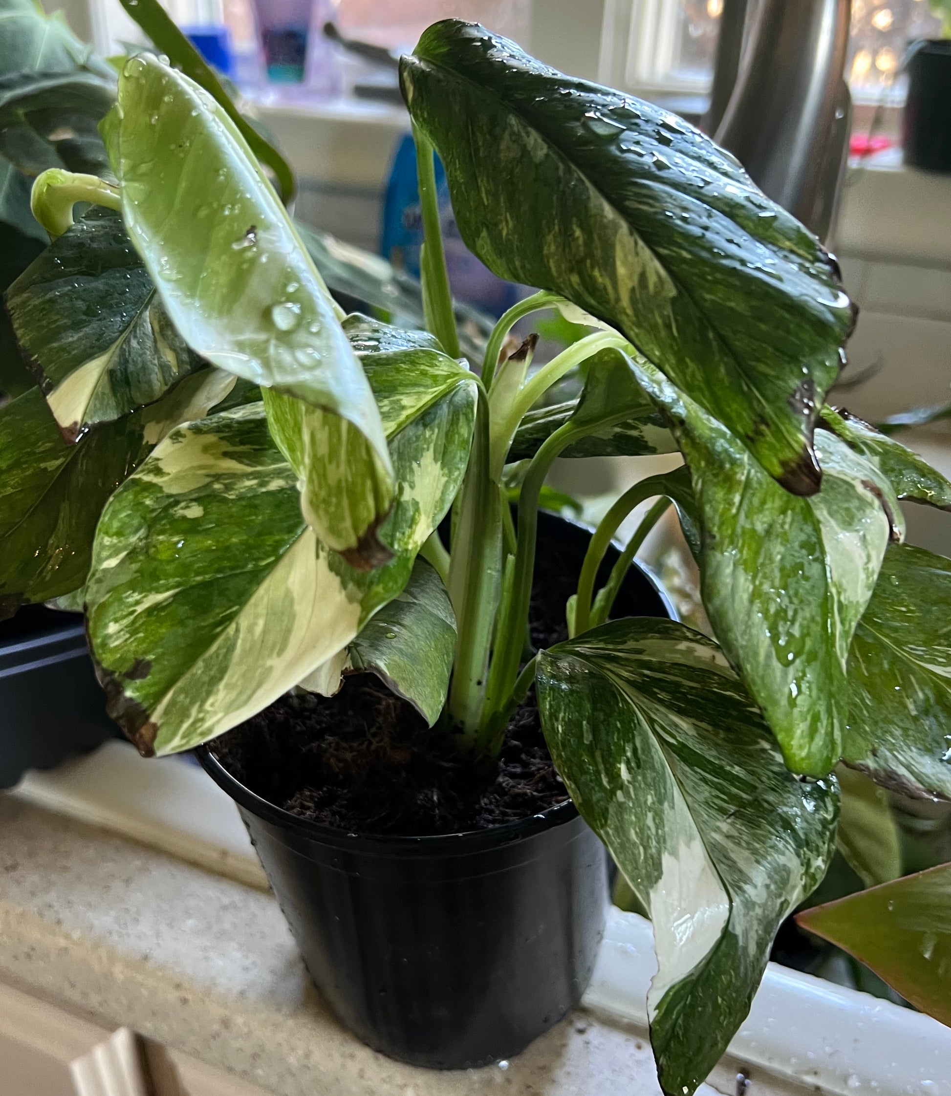 Monstera Lechleriana Albo Variegata
