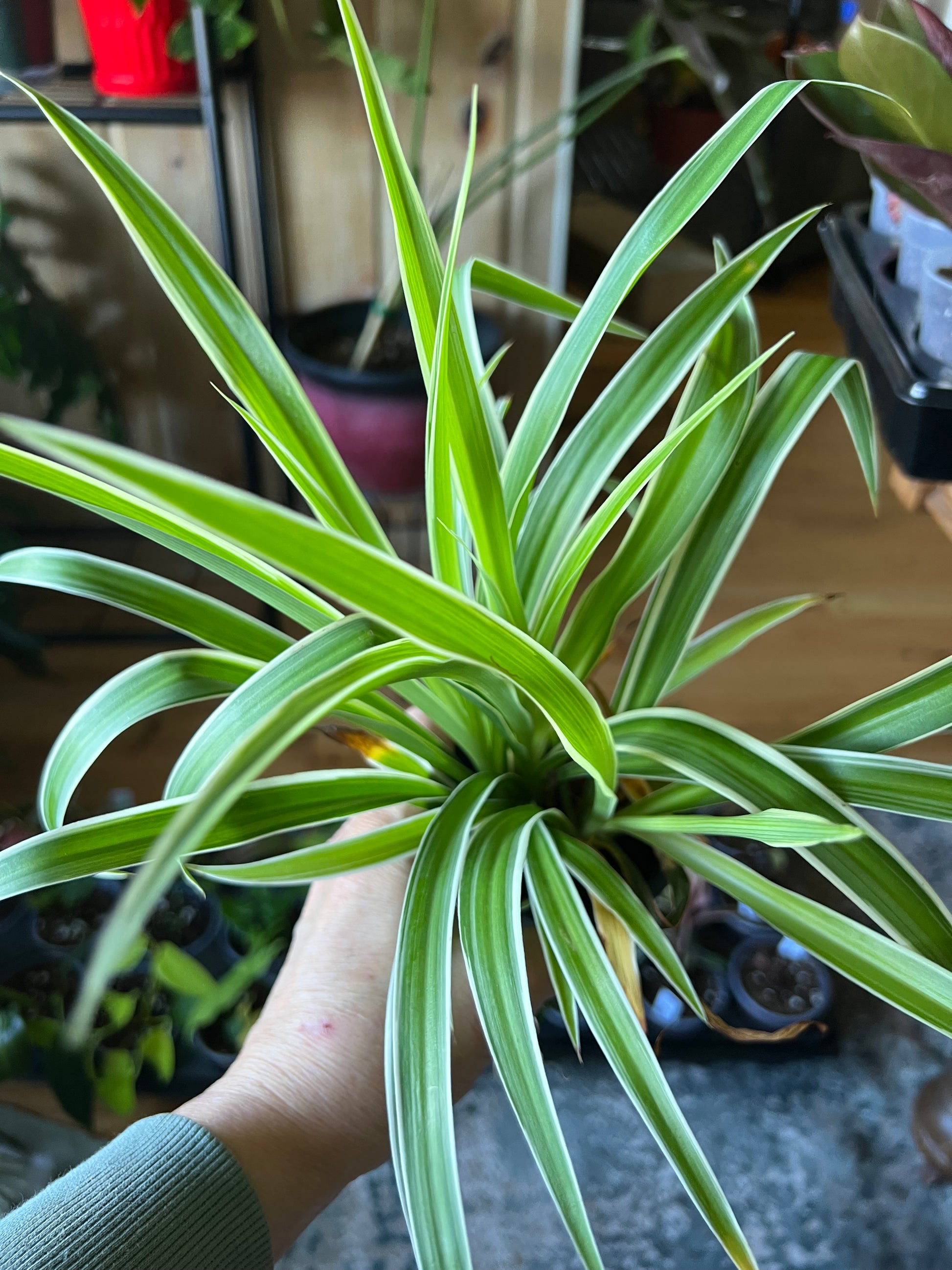 Chlorophytum Spider Plant Hanging Basket | Easy Indoor Houseplant