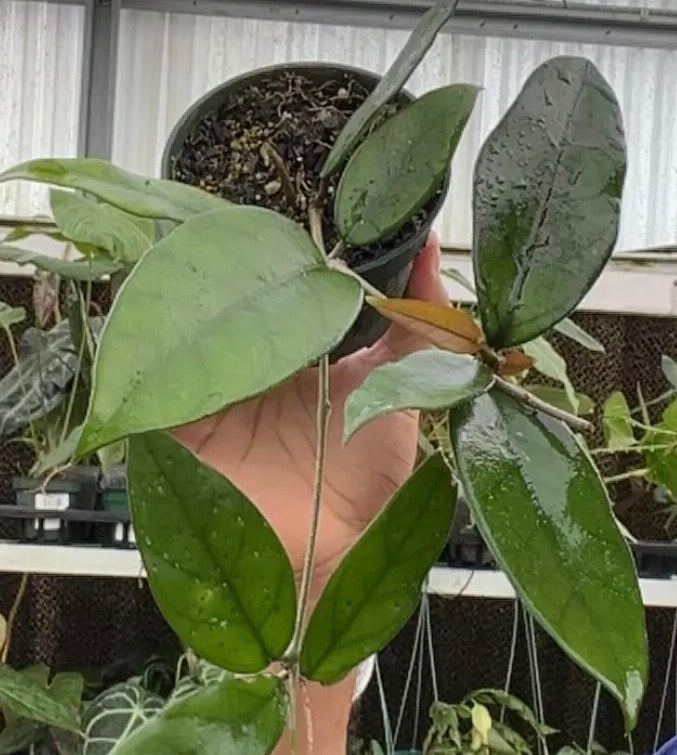 Hoya Dasyantha