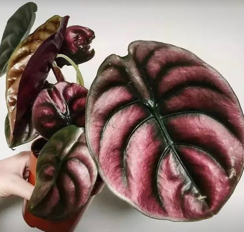 Alocasia Cuprea