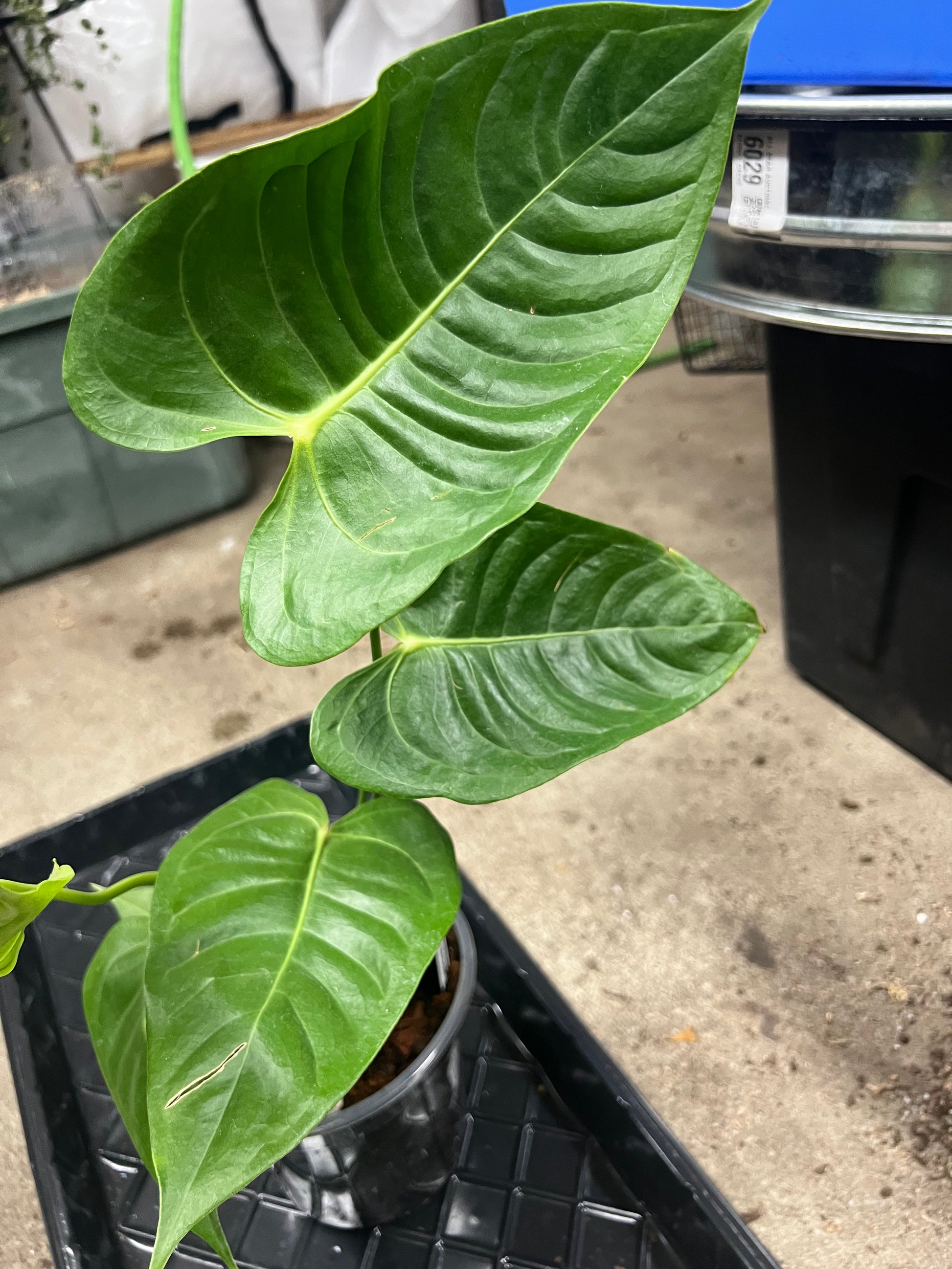 Anthurium King “Veitchii”