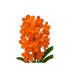 Orchid Vanda Viboon Sunset