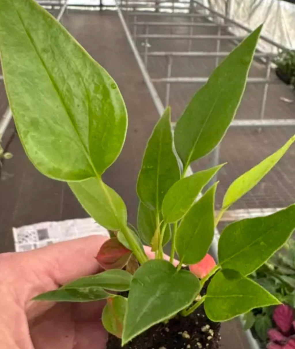 Anthurium Andreanum