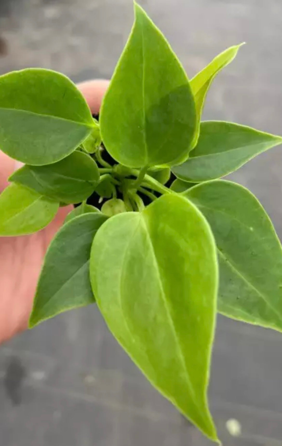 Anthurium King “Veitchii”