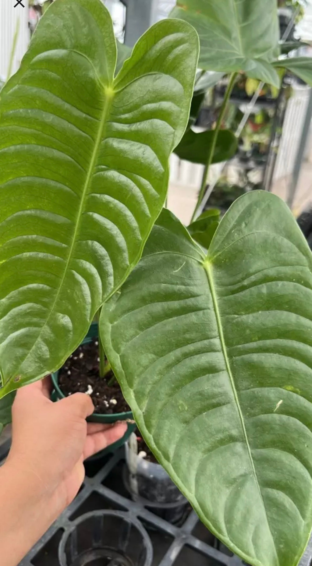 Anthurium King “Veitchii”