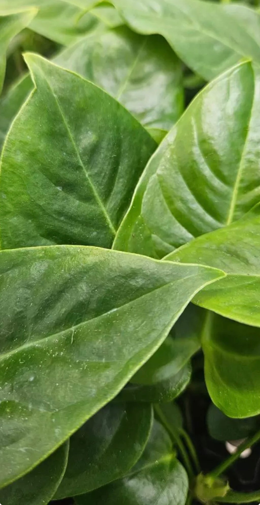 Anthurium King “Veitchii”