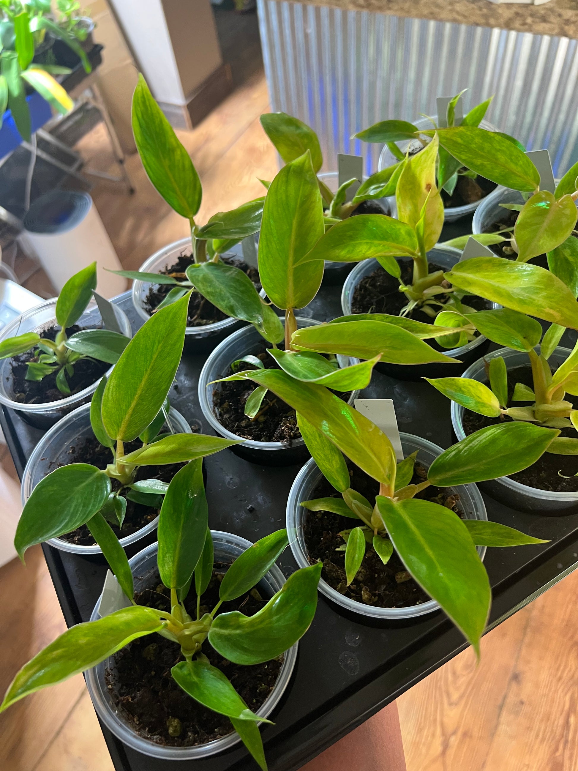 Philodendron Calkins Gold