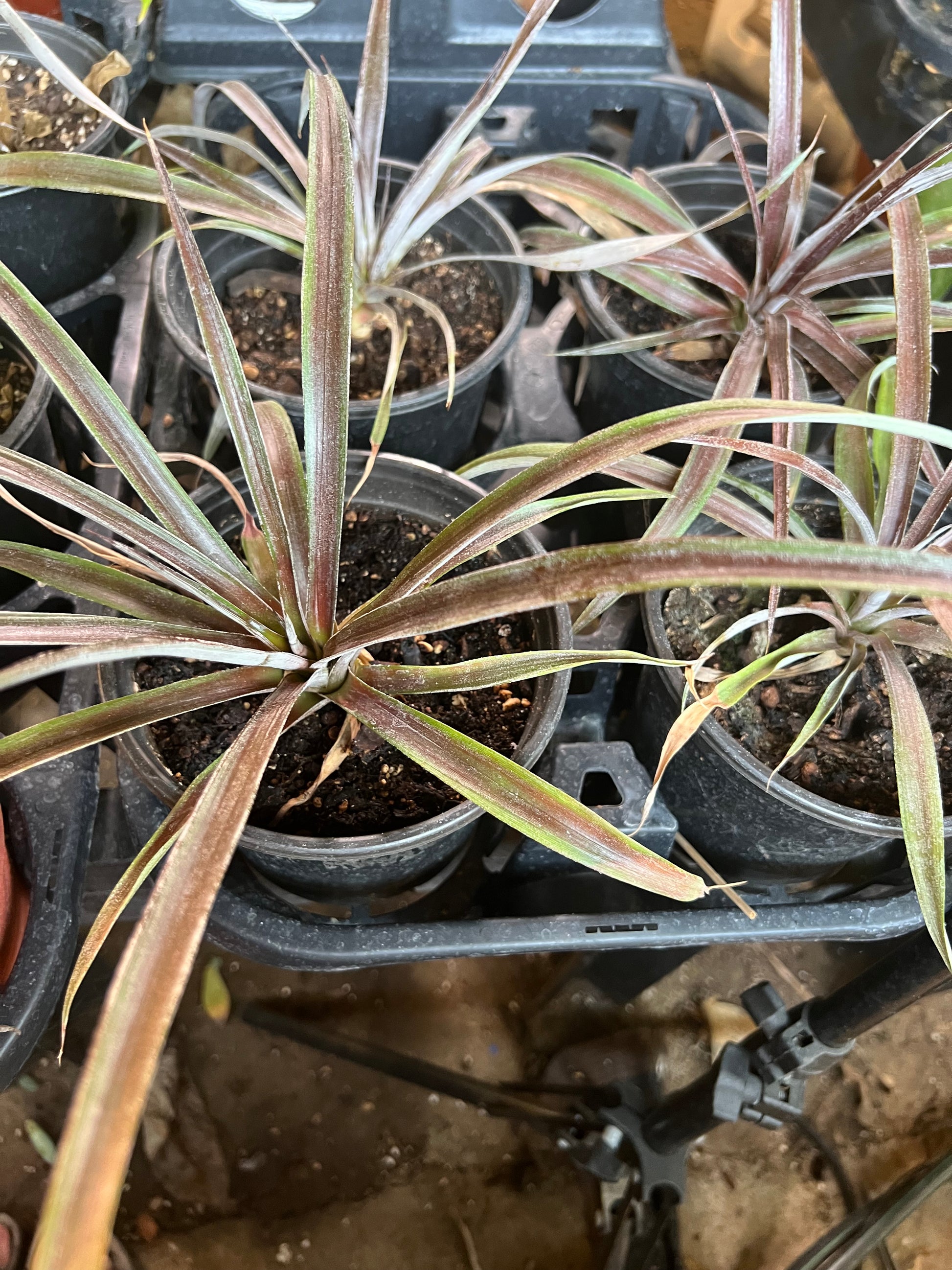 Pink Pineapple Plant – 6” Pot