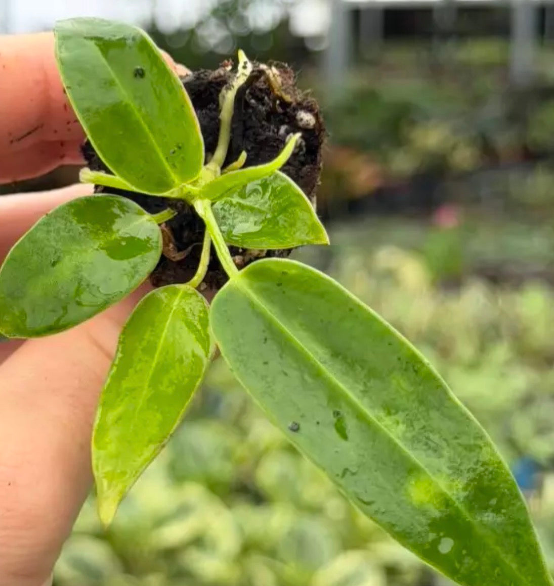 Anthurium Warocqueanum