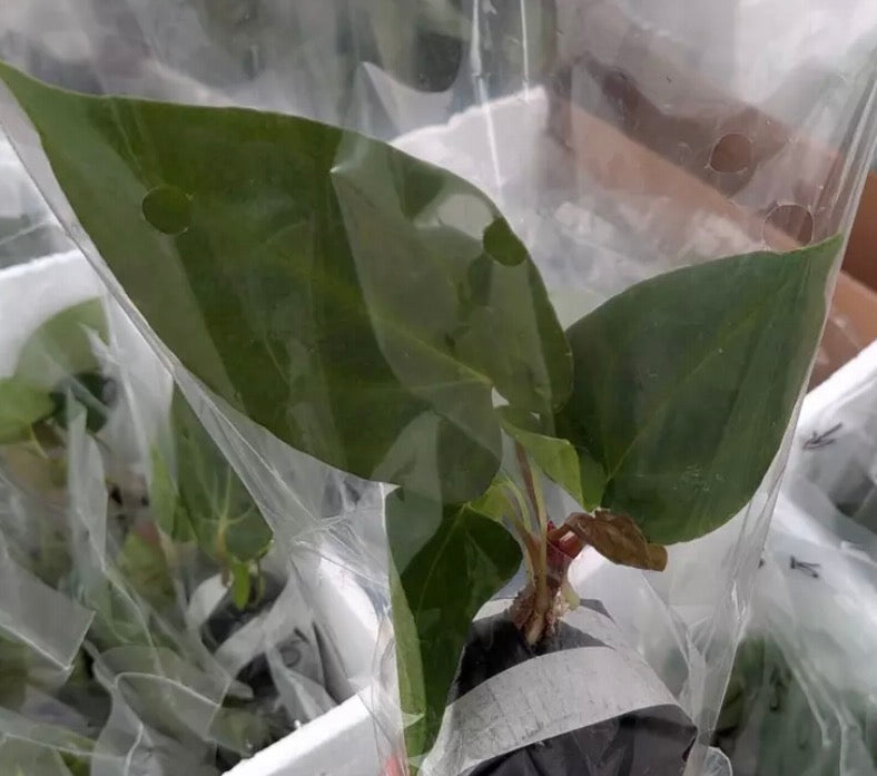 Anthurium 'Espíritu de Montaña' × A. papillilaminum live anthurium from Mulliken Nursery