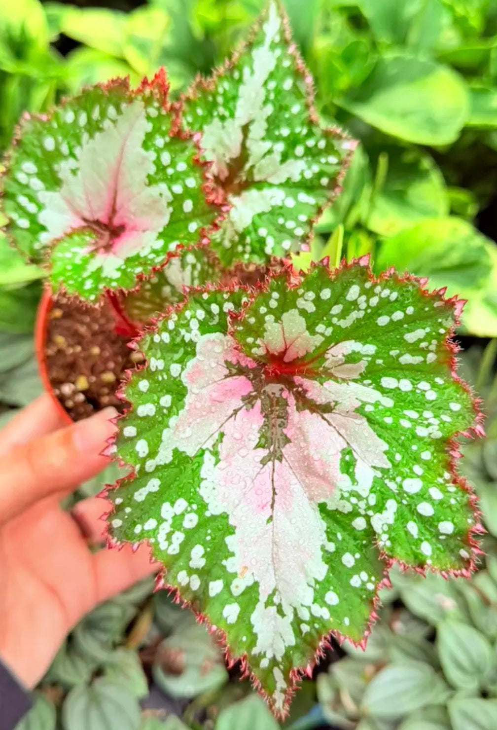 Begonia Harmony's Big Bang live begonia from Mulliken Nursery