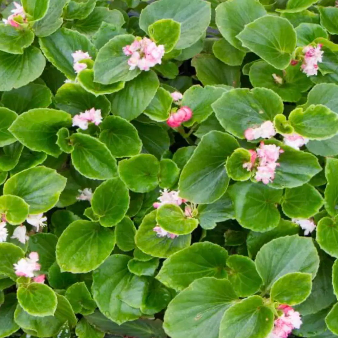 Begonia Cherry Blossom live begonia from Mulliken Nursery