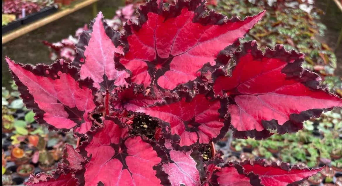 Begonia Harmony's Red Robin live begonia from Mulliken Nursery